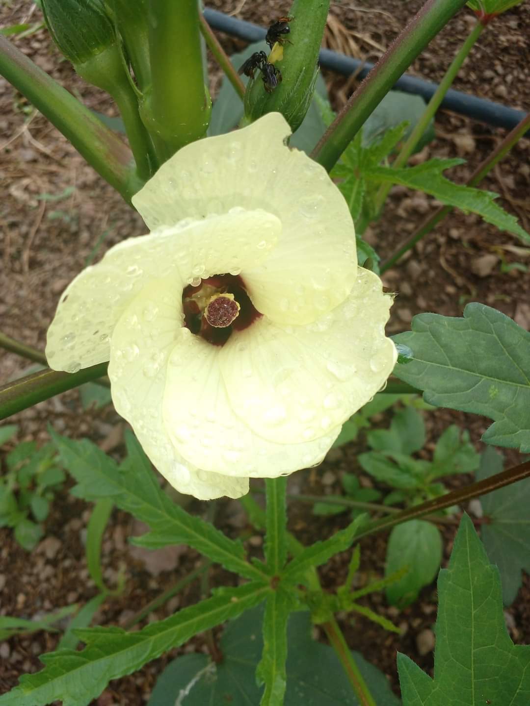 Flor do Quiabo